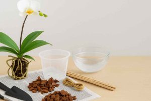 How to Repot an Orchid with Bark