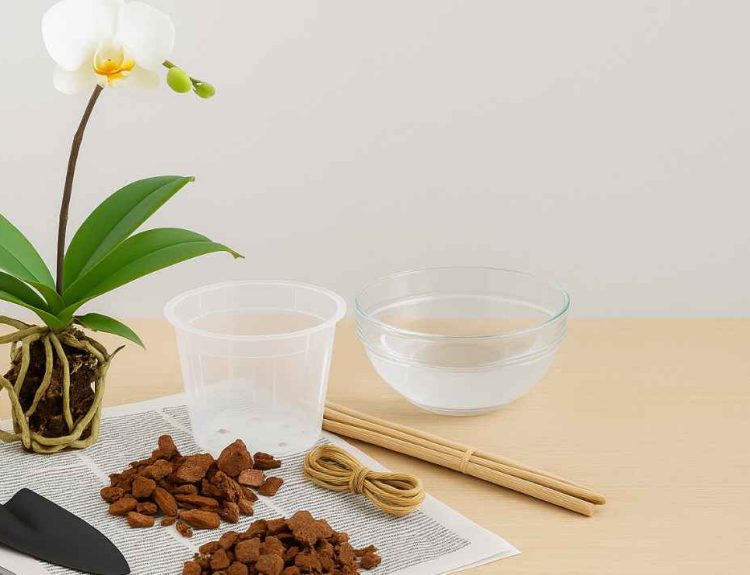 How to Repot an Orchid with Bark